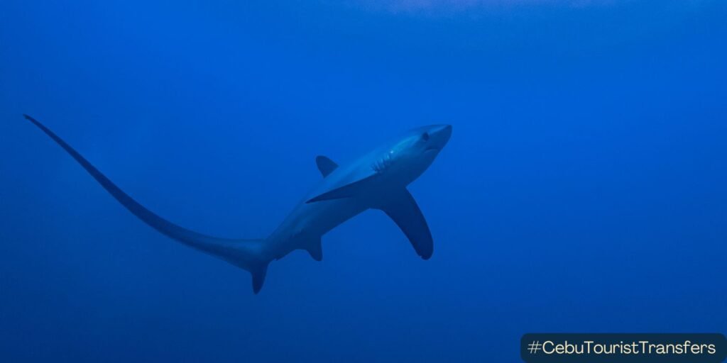 A lone thresher shark in Malapascua, Cebu