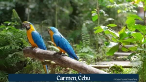 Carmen Cebu