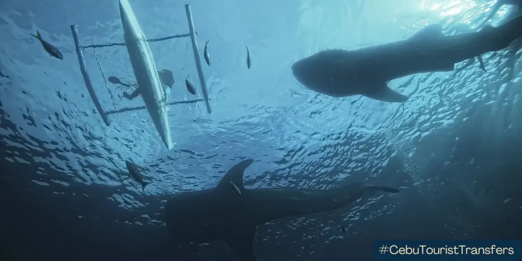 Diving with whale sharks in Oslob, Cebu
