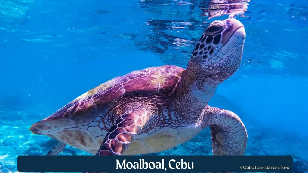 Moalboal Cebu turtle
