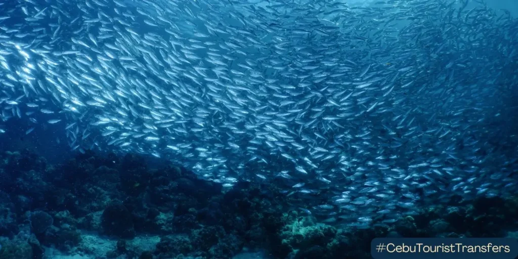 Sardine run in moalboal south cebu
