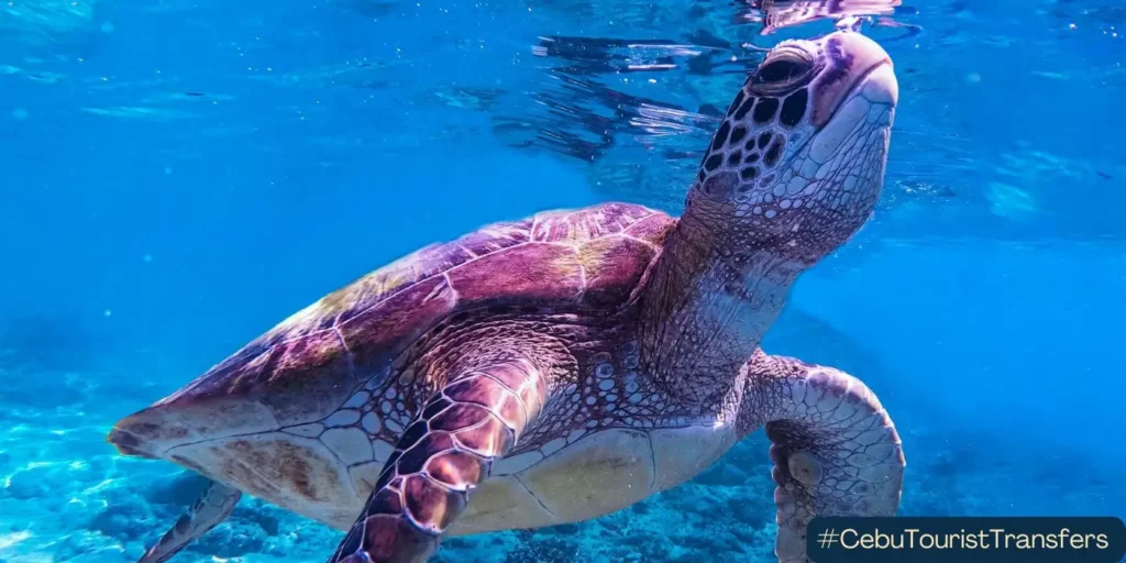 Swim with turtles in Moalboal in South Cebu