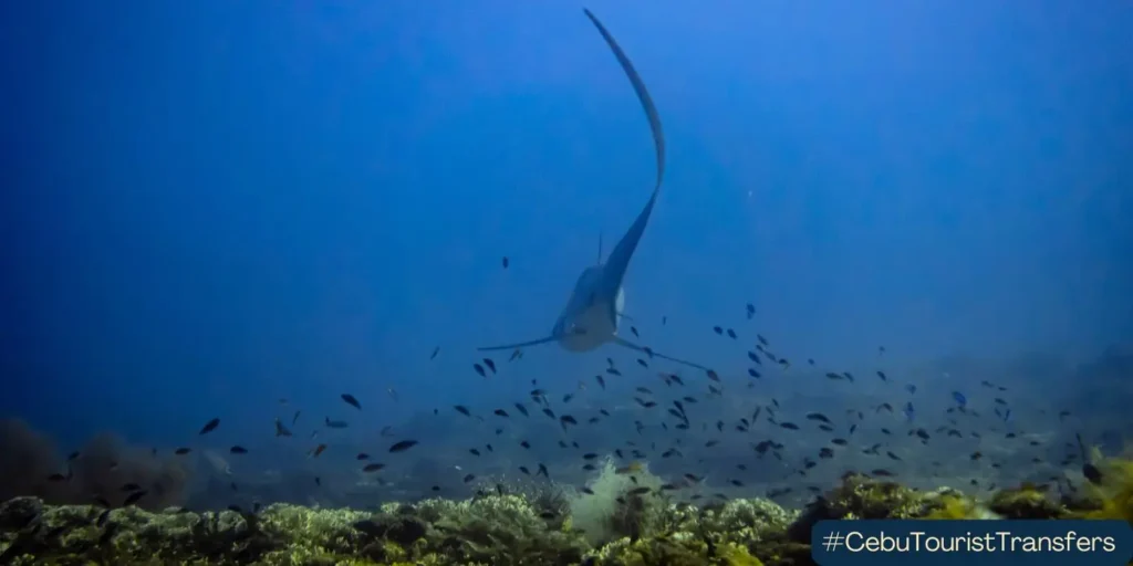 Thresher Shark swimming away in Malapascua Cebu