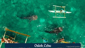 oslob cebu transfers to watch whale sharks