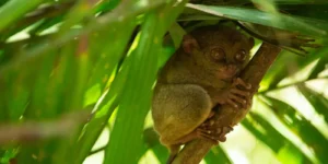 tarsier in bohol