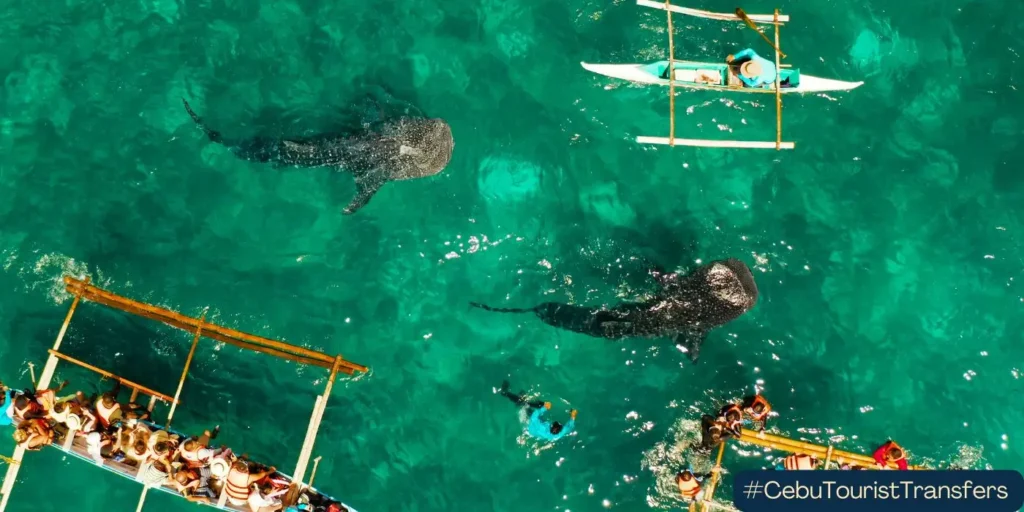 whale shark watching in oslob cebu