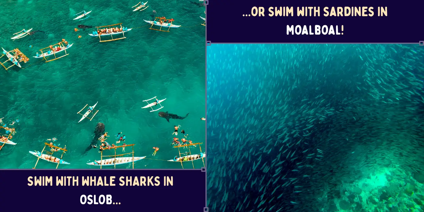 swim with whale sharks or sardines in moalboal and oslob swim with whale sharks or sardines in moalboal and oslob