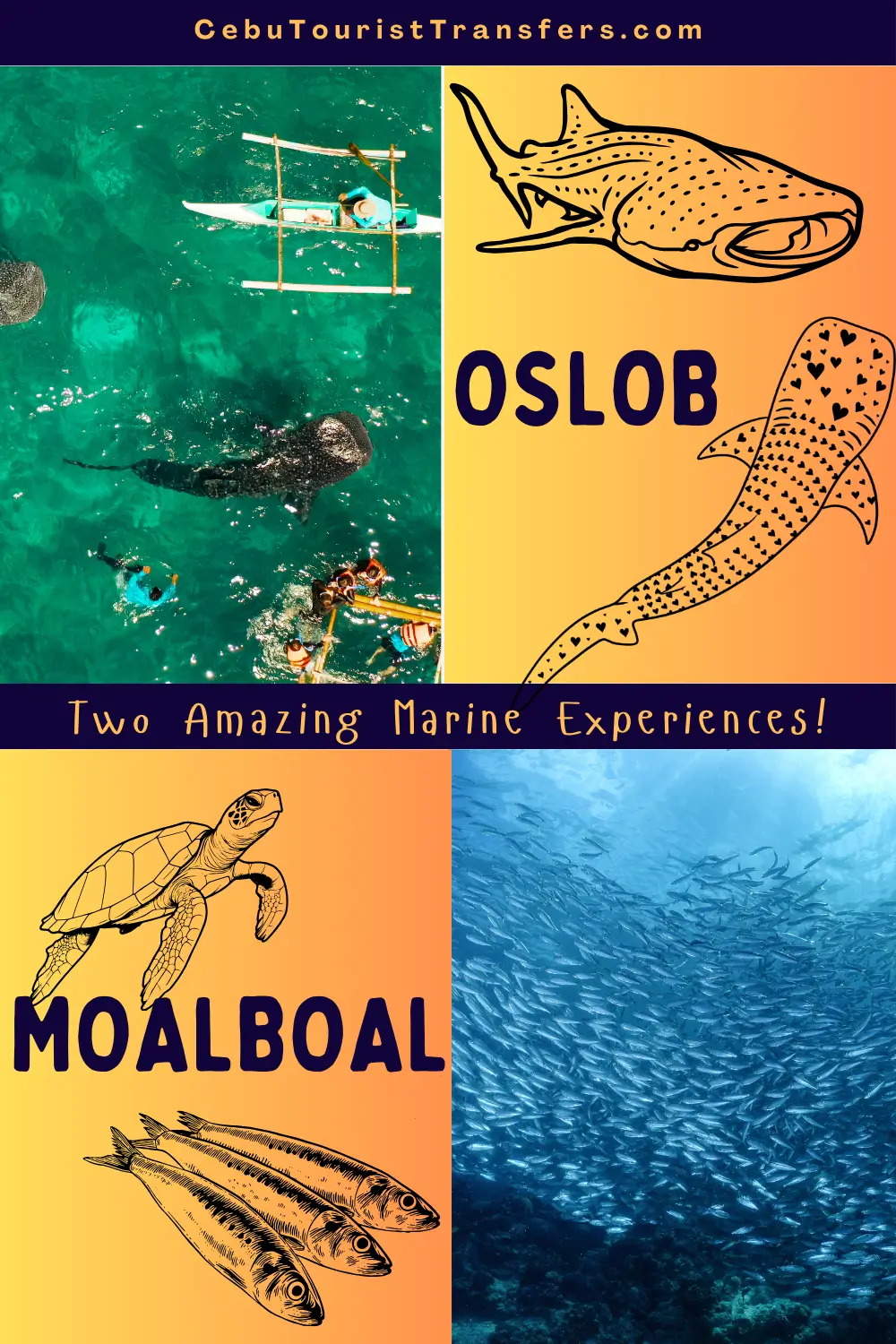 south cebu moalboal vs oslob